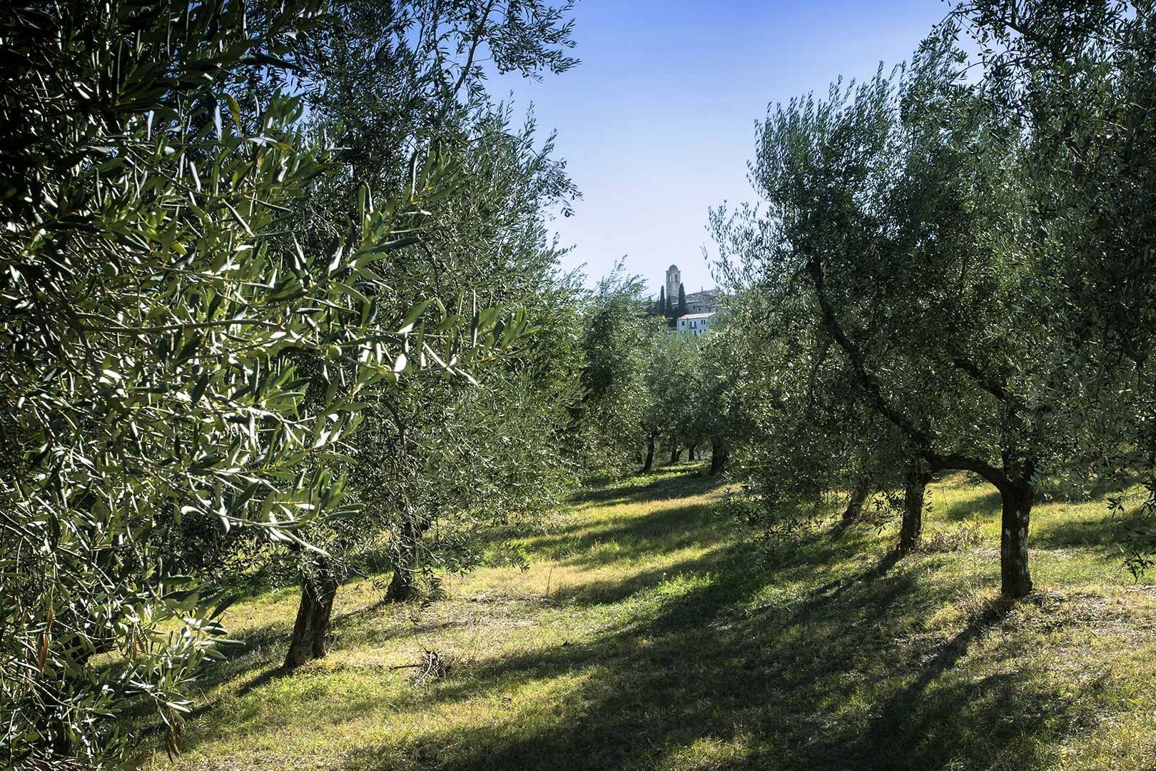 Oleificio Bartolomei: Produzione e vendita di olio extravergine di oliva